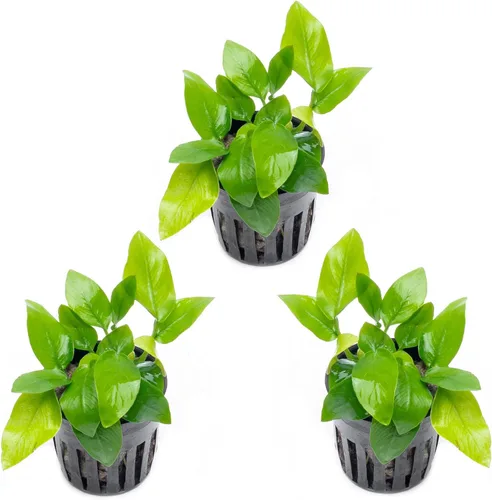 Vista 19 de SubstrateSource Plantas vivas – Anubias Hastifolia (Anubias hastifolia) – Luz baja a moderada, hojas en forma de flecha de color verde medio a