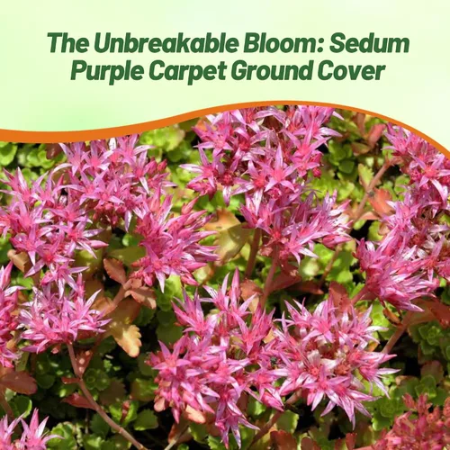 Vista 6 de Outsidepride Purple Carpet Sedum Seeds - 2000 semillas perennes de cobertura del suelo para plantar, plantas suculentas resistentes al frío