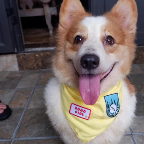 Vista 7 de Pañuelo para perro amarillo sólido de alta calidad, bufanda triangular ajustable de algodón suave de lujo para perros grandes, cómodo, elegante