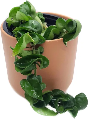 Vista 3 de Hoya Hindu Rope Planta de interior viva de 4 pulgadas en maceta o Hoya Carnosa Compacta Easycare Plant Purificador de aire natural Cultivado