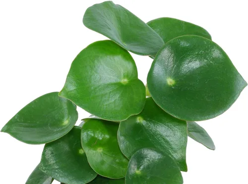 Vista 3 de Planta de dinero chino Raindrop - Peperomia polybotrya - Maceta de 2.5
