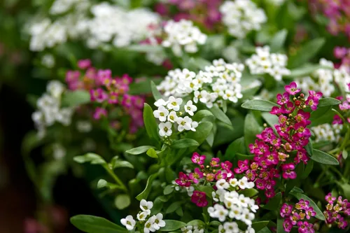 Vista 7 de TKE Farms & Gardens - Semillas de Alyssum para plantar, Alfombra Real, más de 1000 semillas de flores autóctonas sin OMG, perfectas para jardines