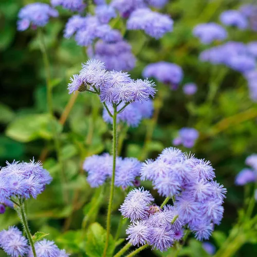 Vista 2 de Eden Brothers Semillas Ageratum - Azul Dondo