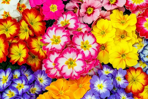 Vista 3 de 50 semillas mixtas de flores de planta de interior con sombra de prímula vulgaris