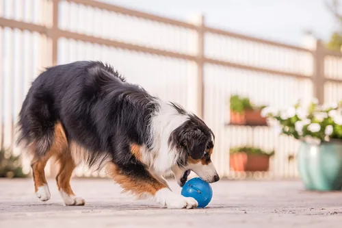 Vista 8 de Planet Dog Orbee-Tuff Mazee y Guru - Pelota rompecabezas interactiva para perros dispensadora de premios