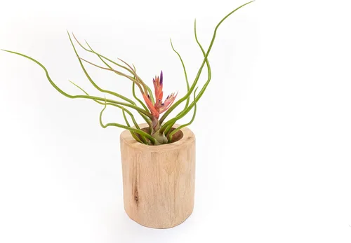 Vista 2 de Air Plant Shop Bulbosa Belice - Plantas de aire grandes - Suculentas - Tillandsia vivo - Plantas de interior y exterior de fácil cuidado