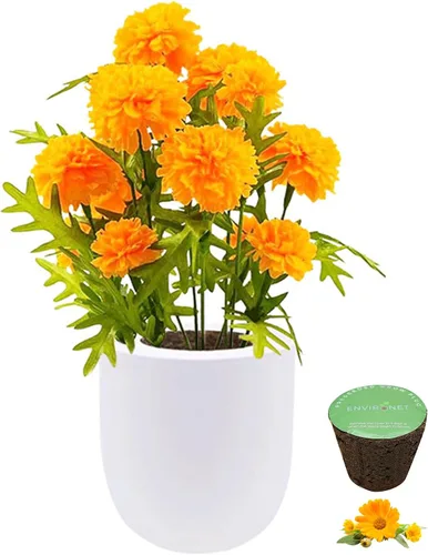 Vista 4 de Kit de cultivo hidropónico, kit de inicio de jardín con riego automático con maceta de cerámica blanca y semillas (caléndula)