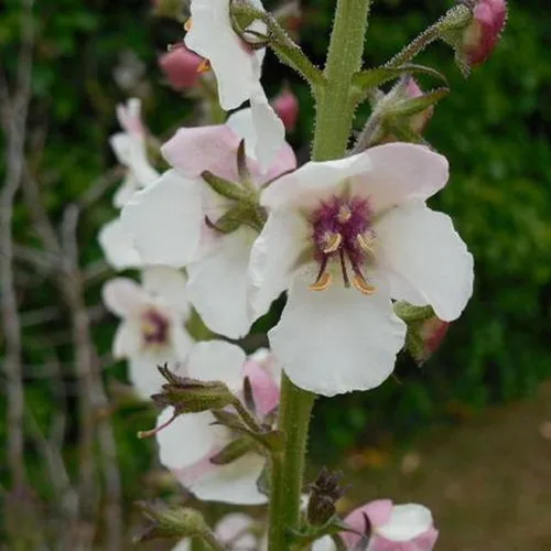 Vista 2 de CHUXAY GARDEN Verbascum Blattaria Seed - 50 semillas de polilla gordolobo flor encantadoras flores blancas atraen mariposas y abejas añadiendo un