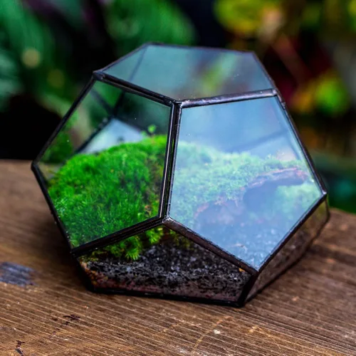 Vista 8 de NCYP Terrario geométrico de vidrio pequeño con puerta, 7.1 x 7.1 x 4.7 pulgadas, maceta cerrada con pentágono negro para suculentas, plantas