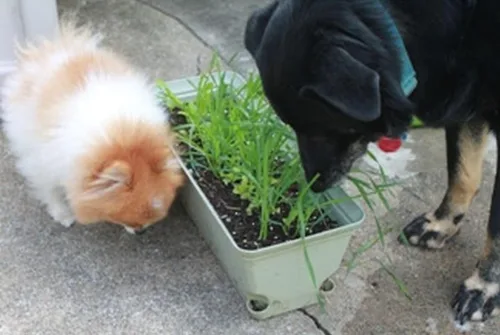 Vista 4 de A los perros y gatos les encantan las semillas certificadas -(50 - Semillas)