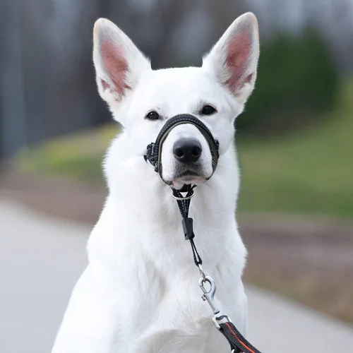 Vista 6 de GoodBoy Cabestro de cabeza de perro con correa de seguridad – Detiene los tirones pesados de la correa – Collar acolchado para perros pequeños