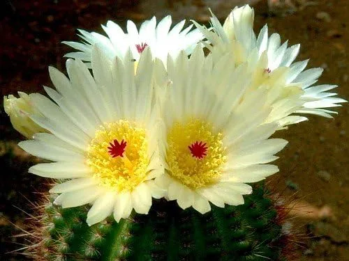 Vista 2 de Ball Cactus Mix 15 Semillas - Notocactus - Fácil de cultivar!