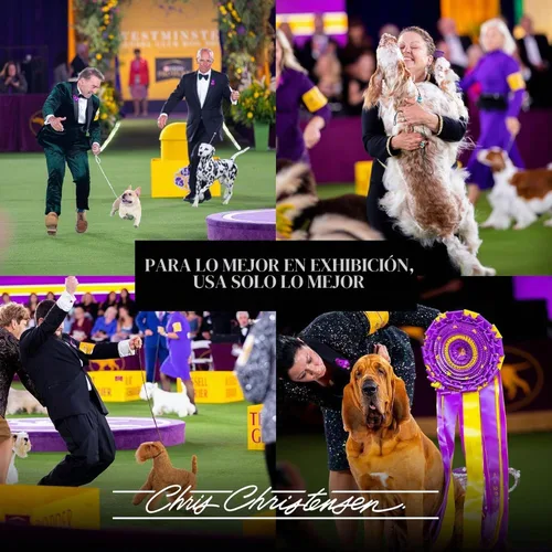 Vista 7 de Chris Christensen SmartWash50 - Champú para perros ultra concentrado blanqueador e iluminador, hace hasta 50 botellas, prepara como un profesional