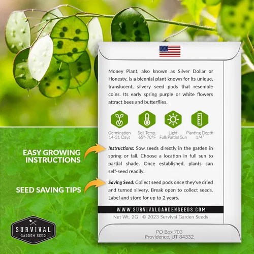 Vista 2 de Survival Garden Seeds Semillas de plantas de dinero para plantar, 1 paquete con instrucciones para cultivar Lunaria Annua en el jardín de tu casa