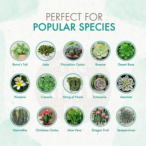 Vista 3 de The Grow Co Alimento para plantas de suculentas y cactus, fórmula suave de larga duración, fertilizante de liberación lenta (alternativa líquida)