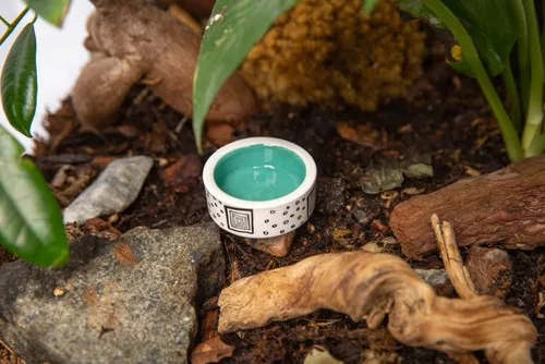 Vista 9 de 3 piezas de tazón micro colorido, tazas de riego Trantuala, cuenco pequeño para cangrejo ermitaño, cuenco de comida Gecko crestado