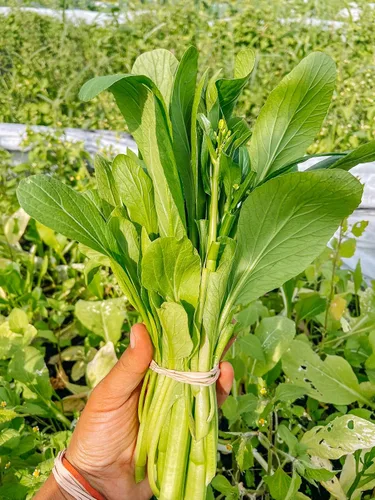 Vista 2 de Yu Choy Sum Seeds, vegetal verde asiático sin OMG, más de 4000 semillas, crecimiento rápido por Mai's Family