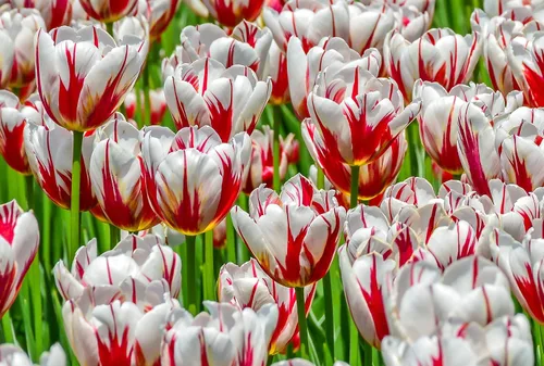 Vista 3 de 10 bulbos de tulipán Rembrandt para plantar, fáciles de cultivar, impresionantes tulipanes rojos y blancos, fabricados en EE. UU., Se envía desde