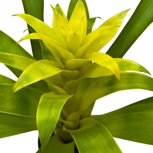 Vista 4 de BubbleBlooms Bromelia amarilla en maceta de 4 pulgadas Nidularium billbergioides