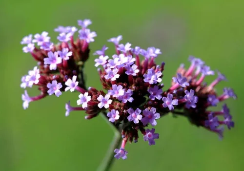 Vista 2 de Los racimos de flores lilas profundas son muy llamativos!!! Wow! (25 - Semillas)