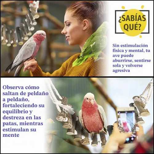 Vista 3 de SunGrow Gecko - Puente de escalera de madera, 14 x 3 pulgadas, gimnasio de ejercicio, percha interactiva para descansar, cierres de metal