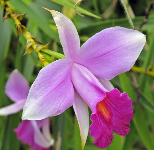 Vista 7 de Bulbos fragantes de orquídeas de bambú hawaiano, paquete de 5 plantas con flores vivas