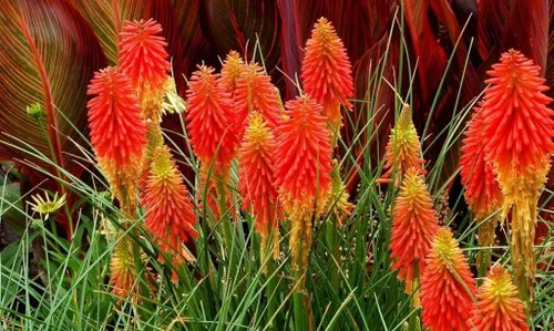 Vista 3 de Semillas Fuego Danza Rojo Vivo Poker Flores Perennes