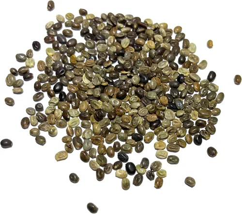 Vista 6 de Seed Needs Semillas silvestres perennes de altramuces para plantar reliquias y flores polinizadas abiertas, flores atractivas perfectas para un