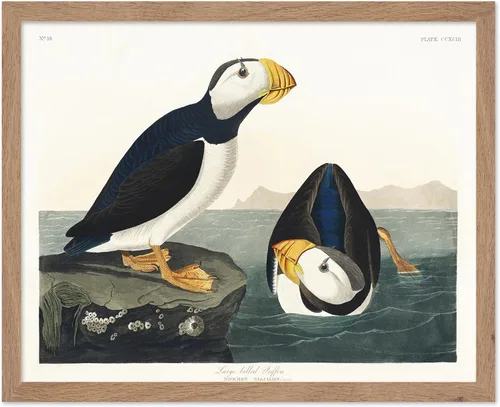 Vista 28 de Poster Master Póster vintage de James Audubon – Impresión retro de amargo americano – Arte de aves de América – Regalo para hombres, mujeres