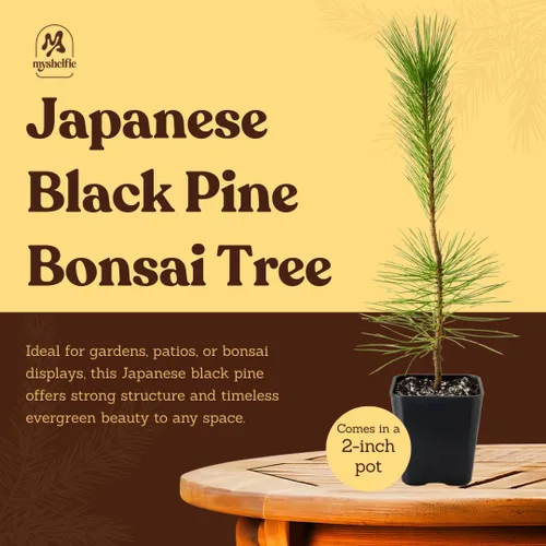 Vista 5 de My Shelfie - Árbol bonsái de pino negro japonés, árbol bonsái alto, plantas vivas para jardín exterior o interior, maceta de 2 pulgadas