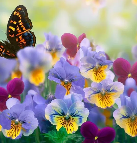Vista 4 de Viola wittrockiana 'Swiss Giants' (Pansy, Mixed) Semillas de flores, grandes, flores vistosas, aspecto distintivo, altamente atractivo