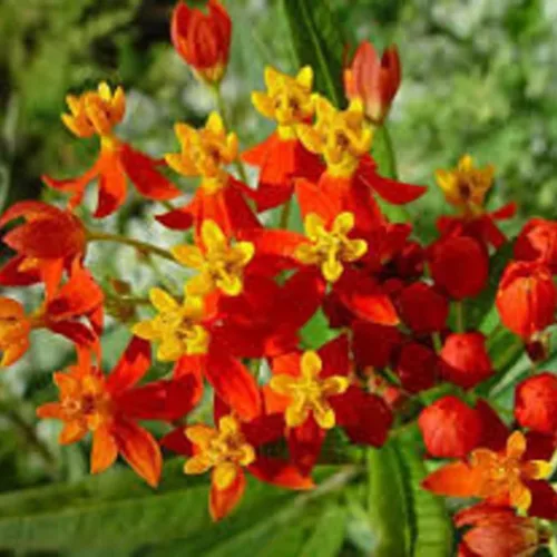 Vista 3 de 3 plantas vivas Asclepias de algodoncillo rojo, planta de flores, 5-7