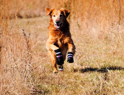 Vista 5 de Botas protectoras para patas de perro en neopreno, para todos los climas, con correas retráctiles en 5 tamaños., Negro