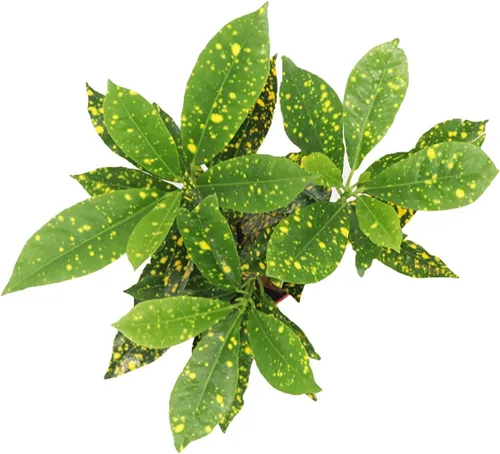 Vista 2 de Croton polvo dorado - 4 '' de California Tropicals