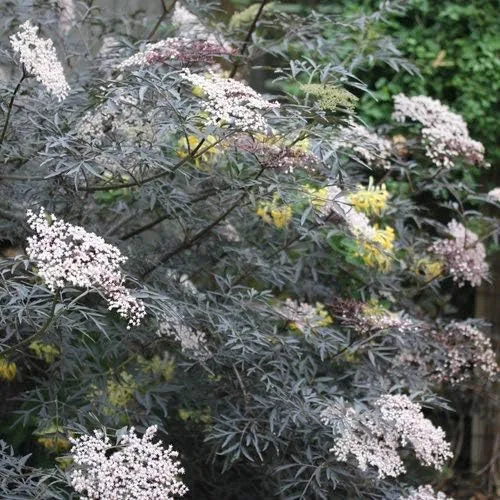 Vista 2 de Green Promise Farms Sambucus NIGRA `Black LACE` (saúco) Arbusto, contenedor de 3 tamaños, flores rosadas