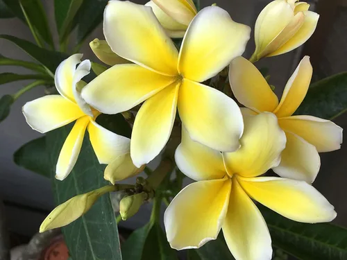 Vista 4 de Corte de plumeria hawaiana amarilla de 10 pulgadas