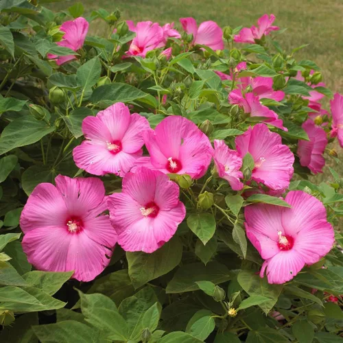 Vista 3 de Plantas de hibisco, planta viva de árbol de hibisco, un grupo de plantas de hibisco vivas, 6 a 8 pulgadas de alto, planta de flores perennes