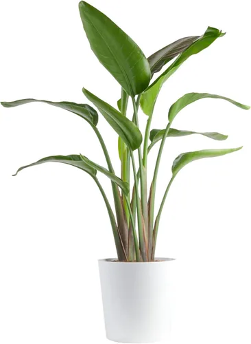 Vista 9 de Costa Farms White Bird of Paradise - Planta de interior viva, Strelitzia nicolai, planta tropical extra grande de 4 a 5 pies de alto, planta