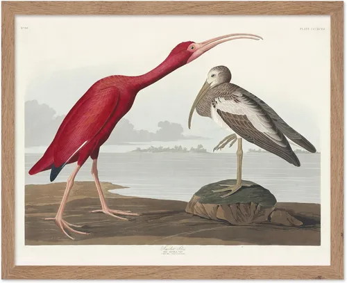 Vista 118 de Poster Master Póster vintage de James Audubon – Impresión retro de amargo americano – Arte de aves de América – Regalo para hombres, mujeres