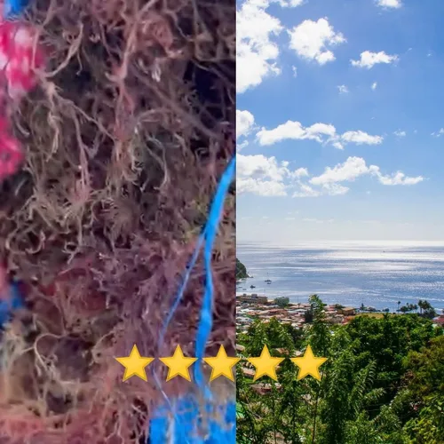 Vista 7 de Musgo marino morado Musgo marino irlandés Wildcrafted - 100% natural, hace más de 120 onzas de gel de musgo de mar, para la salud y el bienestar