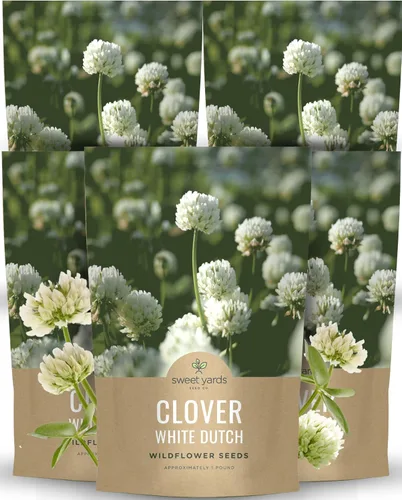 Vista 10 de Trébol holandés blanco, bolsa a granel de 1 libra, 600.000 semillas de flores para plantar - Trifolium repens