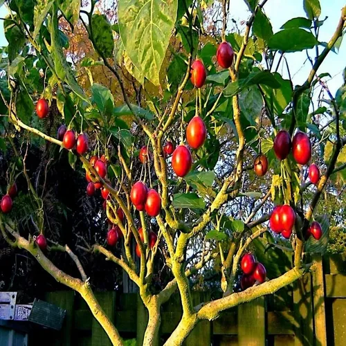 Vista 4 de HPGS 10 Seeds - Semillas de tomate Tamarillo Cyphomandra betacea Garden Fruit - Planta de crecimiento rápido, verde, naranja, rojo