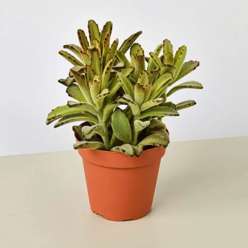 Vista 15 de Succulent Elephant Bush - Planta viva Plantas de interior en maceta de 4 Suculento Elefante Arbusto