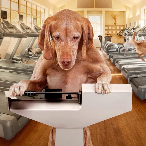 Vista 2 de Comida seca premium Fromm Gold para control de peso para perros - Alimento para perros de gestión de peso para razas medianas y pequeñas - Receta