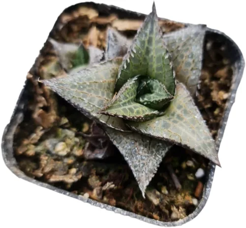 Vista 6 de Plantas vivas de Haworthia (maceta Attenuata VAR Glabrata de 2")