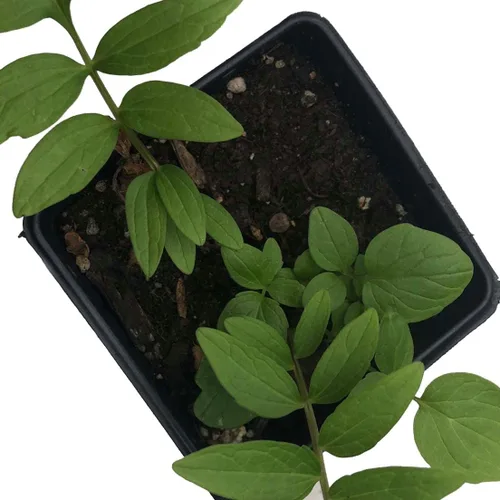 Vista 2 de Smoke Camp Crafts Planta de hierba de valeriana orgánica (Valeriana officinalis) Planta viva en maceta de 2.5 pulgadas, cura, heliotropo de jardín