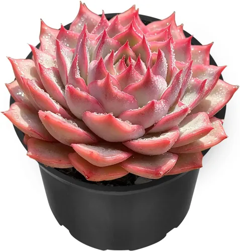 Vista 8 de Sprout N Green Echeveria 'Ball of Fat', planta suculenta viva rara totalmente enraizada en maceta de 2 pulgadas con tierra, oficina en casa