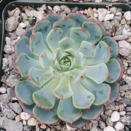 Vista 2 de Echeveria Minima Cactus Cactus Suculenta Real Planta Viva