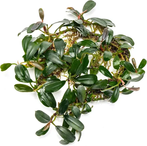Vista 51 de SubstrateSource Bucephalandra Brownie Phantom - Planta de acuario viva – Decoración natural de pecera de agua dulce, decoración acuática