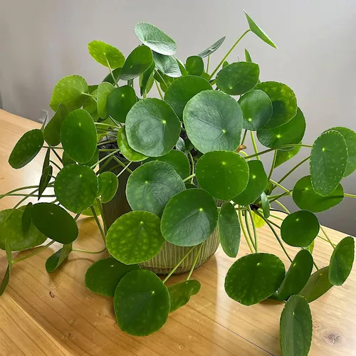 Vista 3 de Pilea peperomioides, dinero chino, panqueques o planta para compartir, planta de interior, Cnt Sz: 3